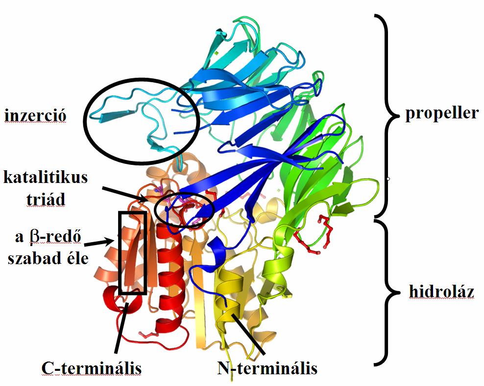 3.1.2. A hidroláz domén szerkezete, stabilitása Az enzim másik eleme, a hidroláz domén, amely tulajdonképpen a peptidek bontását végzi. Ebben a központi nyolc β-szál körül α-hélixek helyezkednek el.