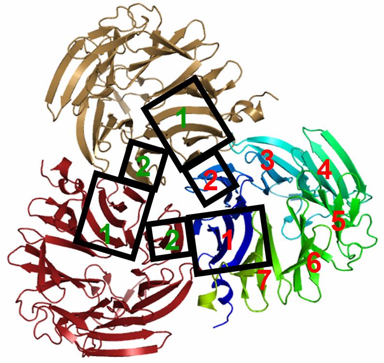 3.2. A PhAAP komplex felépítése 3.2.1. A monomerek közötti kölcsönhatások A negyedleges szerkezet döntően befolyásolja egy enzim működési mechanizmusát.