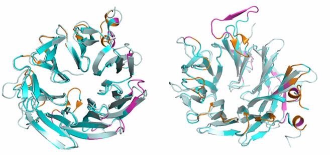 4. PhAAP fehérje összehasonlítása más enzimekkel 4.1.