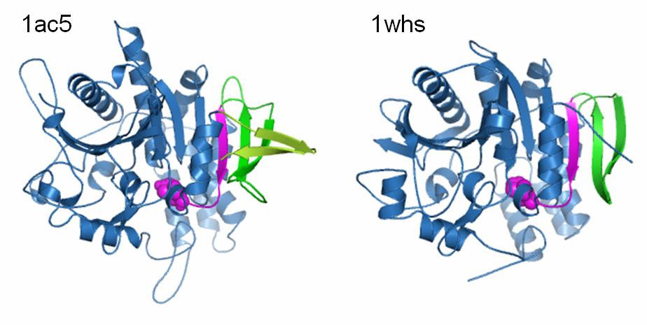 ábra: A POP enzimcsaládban előforduló β-él stabilizáló megoldások Hidroláz domén: világoskék, propeller domén: sötétkék. A β-él széle és a katalitikus hisztidint tartalmazó hurok magenta.