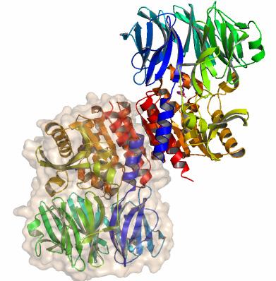 1.5. Az acilpeptid hidroláz szerkezete Az AAP fehérjék közül eddig egynek ismert a szerkezete, mely az Aeropyrum Pernix nevű termofil ősbaktériumból származik (ApAAP).