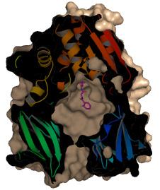 A POP család fehérjéiben az első és az utolsó lapát között nincs kovalens kapcsolat. A propellerben és a két domén között dinamikus mozgásra van lehetőség.