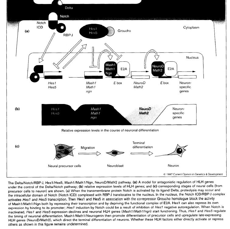 Bázikus helix-loop-helix transzkripciós faktor fehérjék L H bhlh H Pro-neurális Mash 1.