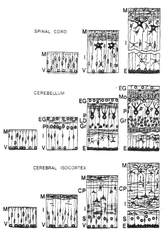 Primér idegi germinatív zóna: idegi ıssejtek (különbözı elkötelezettség) szimmetrikusan osztódó sokszorozó sejtek (tangenciális vándorlás megmerevedett