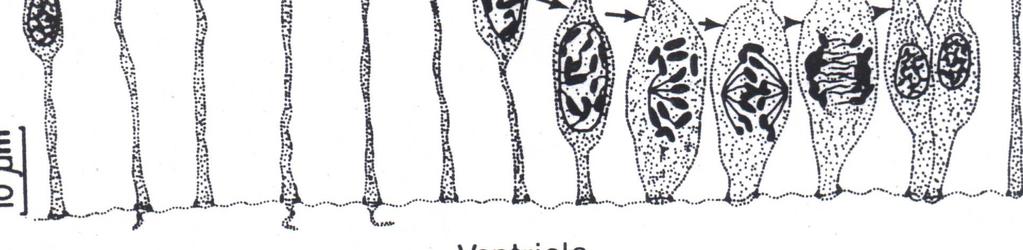 Sejt-produkció és interkinetikus mag-vándorlás