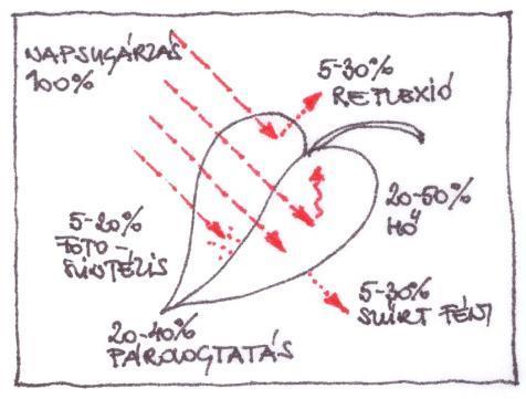 Növény energiaforgalma (Kursche és mások alapján) 100 % napenergia 5-30 %