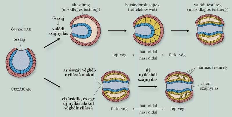 A testüreges állatokra általánosan jellemző a test tengelyében végighúzódó bélcső megjelenése.