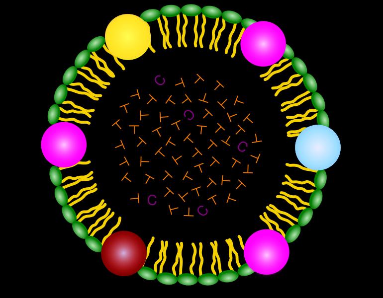 A vérplazma lipoproteinjei Hidrofób mag: triglicerid (T), koleszterin (C) Hidrofil periféria: foszfolipid, apolipoproteinek