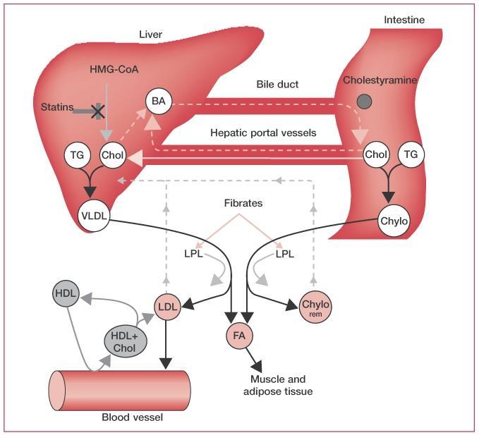 TG triglicerid, Chol koleszterin, BA epesav, LPL lipoprotein