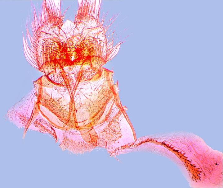 Cnephasia pasiuana (Hübner, [1796 99]) [Tortrix] pasiuana Hübner, [1796 99], Sammlung eur. Schmett., Tortrices, pl. 16, fig. 99. Locus typicus: Europe. Syn.