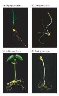 Fotomorfogenezis A fény direkt hatása a növények növekedésére és fejlıdésére A FÉNY ÉS A FOTOMORFOGENEZIS A fény a fotoszintetizáló zöld növények életében meghatározó környezeti tényezı.