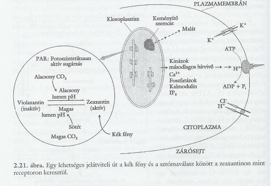 hullámtartományt (280-320 nm) abszorbeálja. Az UV-B tartomány specifikus, de nem szükségszerően károsító hatású a növényekre, pl.