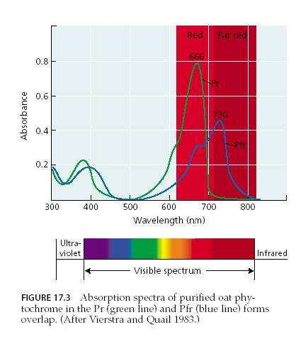 Váltakozó vörös (660 nm) és sötétvörös (730 nm) fénnyel történı megvilágítás, majd sötétbe helyezés A csírázás csak azoknál a magvaknál, amelyeknél az utolsó megvilágítás vörös fénnyel (660nm) volt.