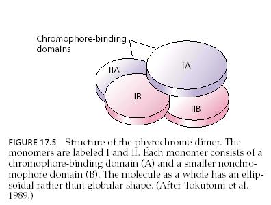 A fitokróm egy dimer: két aplopetidbıl épül fel. Oldható fehérje, móltömege: 250 kda. Mindkét alegység két komponensbıl épül fel az apoproteinbıl és a kromofór csoportból.