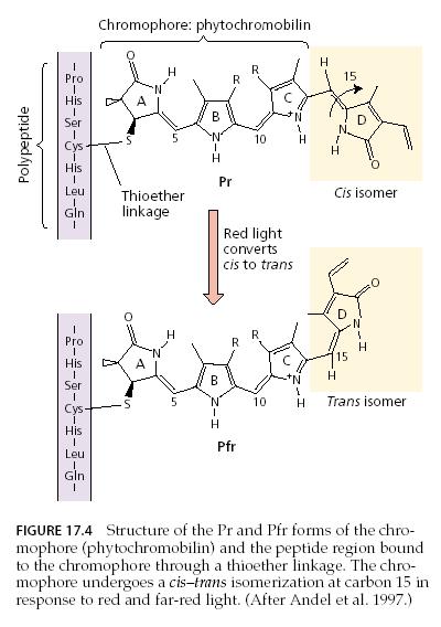 . Fitokromobilin A pasztiszokban szintetizálódik A fény hatására történı transzformáció: Kromofór csoport cisz/transz fotoizometrizációja Protontranszfer a tetrapirrol láncban a fototranszformáció