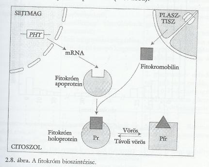 A szintézis útja a klorofillok szintézisútjával kapcsolt: 5-aminolevulinsavból indul ki, a klorofill bioszintézis út elágazásaként.