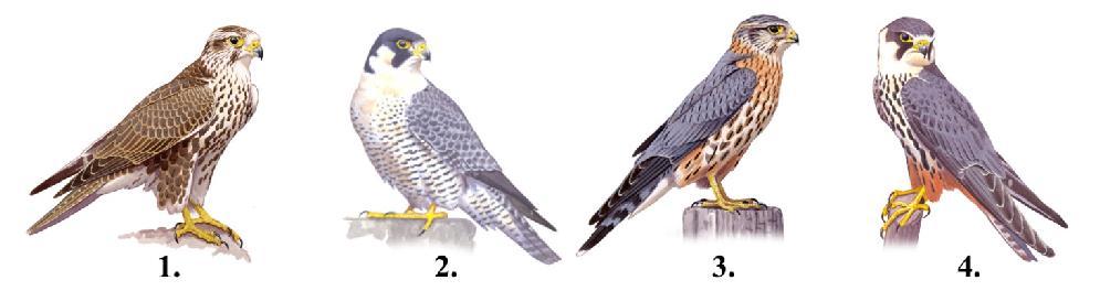 I.: A 2018-as év madara: a vándorsólyom I./1.: Sólyomismeret Az alábbi képeken négy, hazánkban is előforduló sólyomfaj látható.