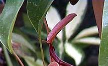 Nepenthes