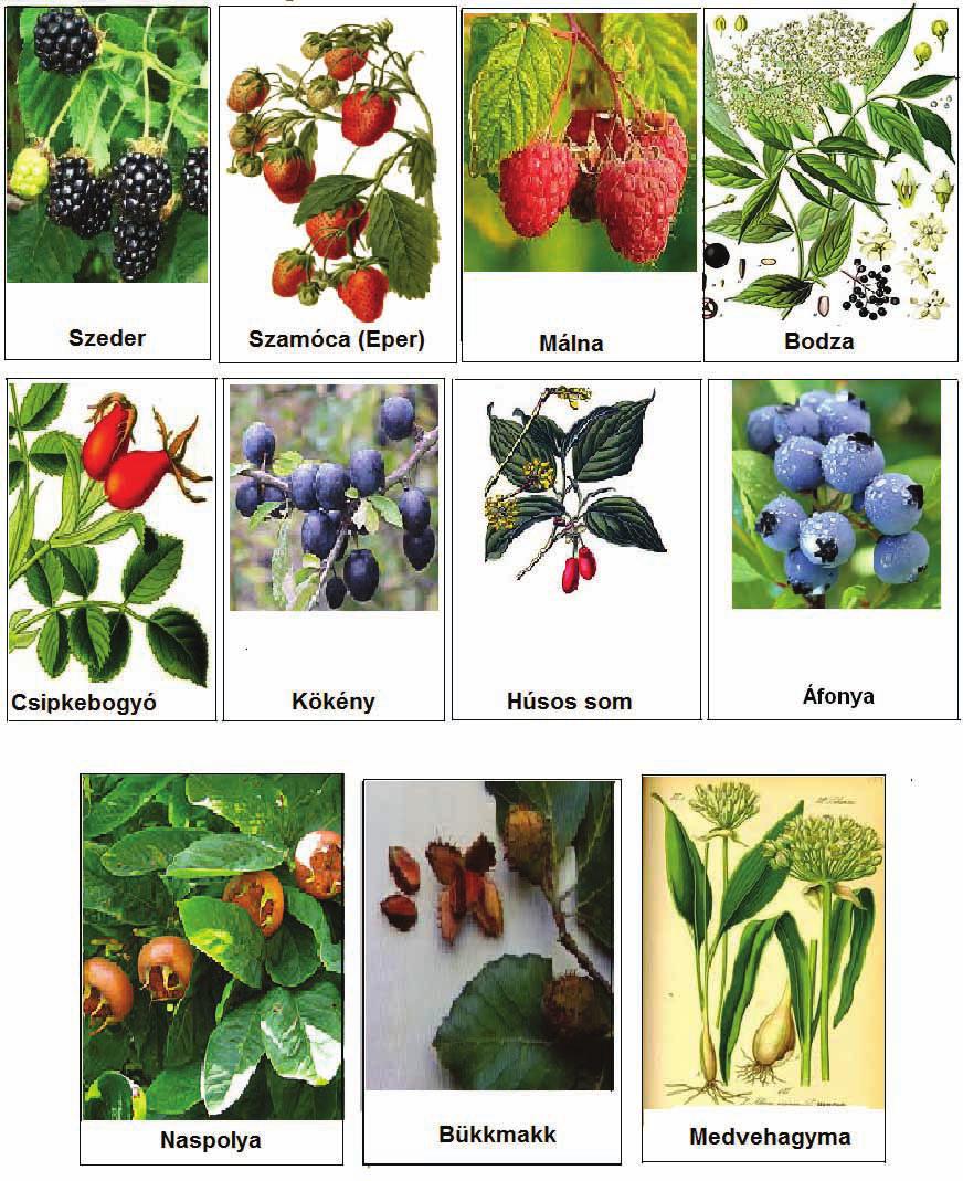 Ehető növények Ehető növények Szeder - Európában kb. 2000 fajtája ismert. - Kedvelt gyümölcsünk, lekvárnak és szörpnek is kiváló, de a gyógyászatban is felhasználják.