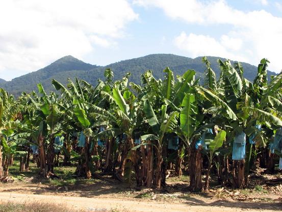 ültetvényes gazdálkodás a trópusi és szubtrópusi területeken jellemző művelési mód egy-egy növény termelésére szakosodnak (monokultúra) trópusokon: kakaó, kávé, banán, kókusz, ananász, olajpálma,