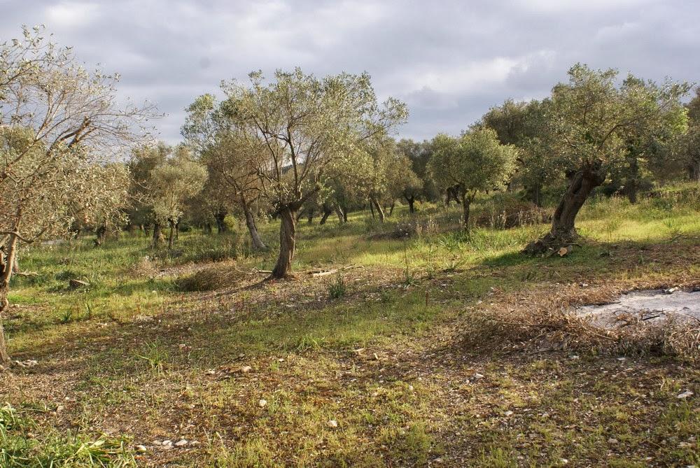 mediterrán gazdálkodás a Földközi-tenger partvidékén jellemző művelési mód egyaránt jelen van a belterjes, öntözéses művelés (zöldség, gyümölcs) és