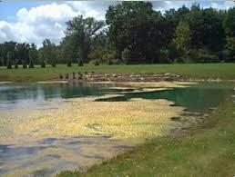 Szakszerűtlen műtrágyázás környezeti hatása: a talajból kimosódott és a talajvízbe vándorló nitrogén a felszíni vizek eutrofizálása a kutak és az ivóvíz nitráttartalmának növekedése Szerves anyag