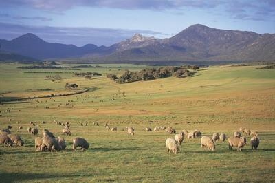 extenzív mezőgazdaság Amerika, Ausztrália és Új-Zéland területén jellemző művelési mód a füves puszták területeit (préri, pampa, szavanna) hasznosítják növénytermesztésre (búza,