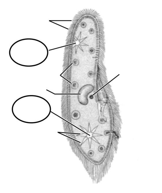 Bevezetés Biológia - A Paramecium lüktető űröcskéje A papucsállatkák (Paramecia) a világ legismertebb és legtöbbet vizsgált egysejtű élőlényei.