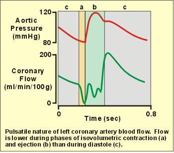 EPINEPHRIN dr.