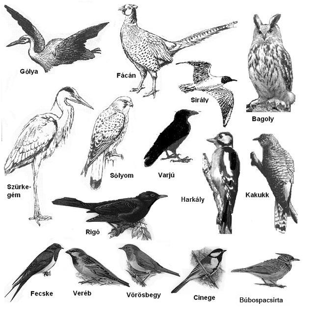 Természetismeret 5 helyi madár: Ismersz 5 madarat repülésben és az életmódját. (Mo.: gólya, bagoly, veréb, rigó és fecske) Madarak A madarakat több csoportra lehet osztani.