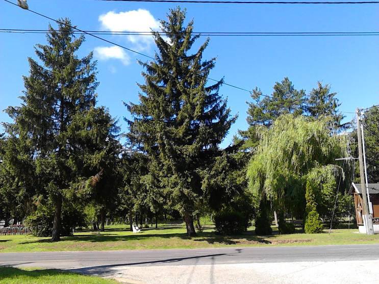 A park hátterében, a templom mellett sűrű telepítésű fekete fenyves liget található.