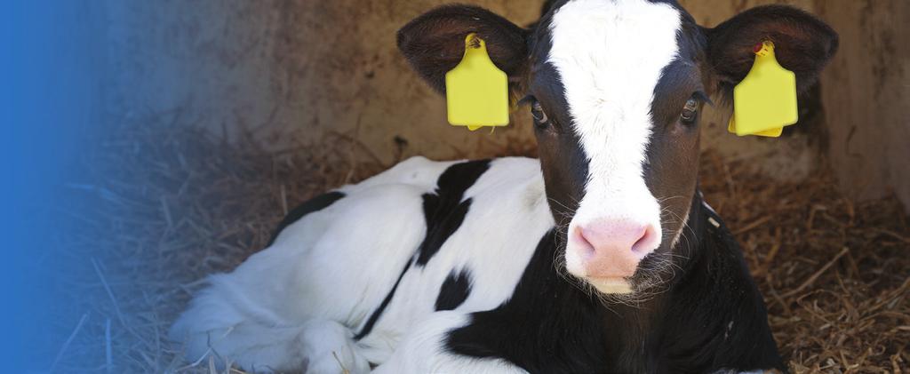 Joosten Milk Tejpótló Tápszerek A Joosten Milk és az Agrofeed Kft. kialakított egy olyan itatási programot, amely az intenzív borjú növekedést tűzte ki célul.