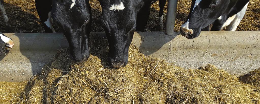 fűszenázs (ez lehet extenzív vagy intenzív), rozsszenázs, szudáni cirokfű szenázs illetve olyan energiában szegény szenázs félék, amik az elhízás kockázatát nem fenyegetik.