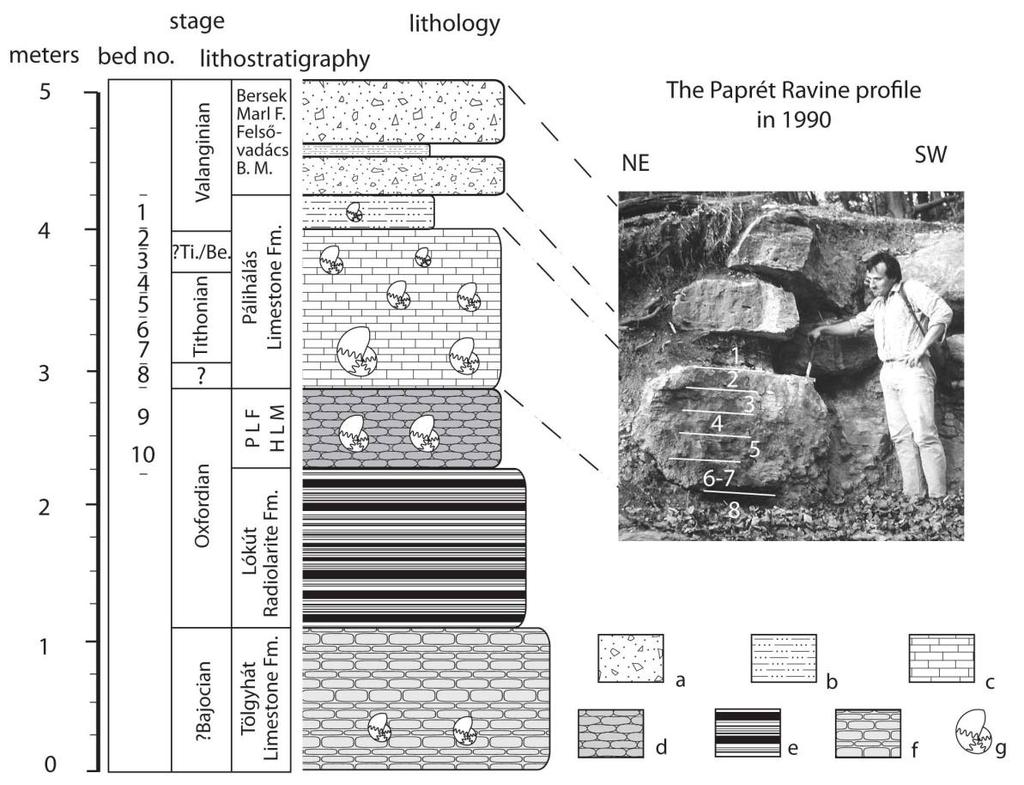 Alul: a rétegtani szempontból fontos ammoniteszek elterjedése