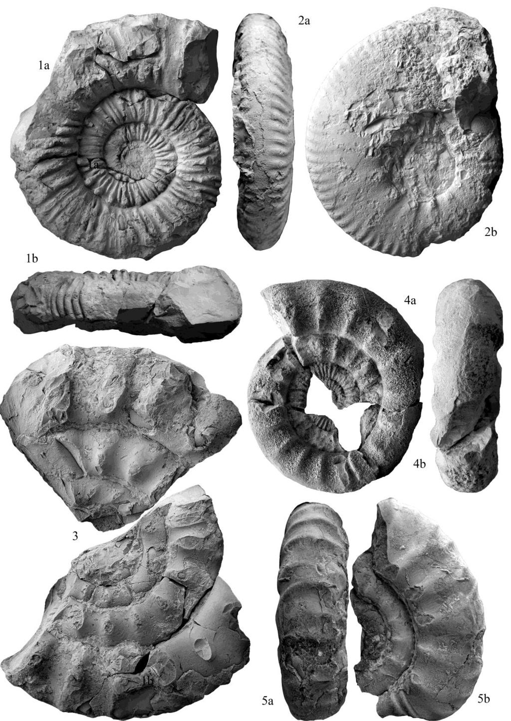 4. ábra Az újonnan leírt ammoniteszek holotípusai. 1a, 1b: Himalayites tardosi SZIVES és FŐZY, 2013 Szél-hegy, régi gyűjtés, berriasi, 0,5x. 2a, 2b:?