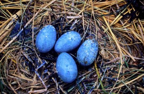 Numbers of nests Tojáslakkozás Dániában 6000 4500