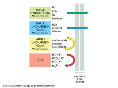 poláros oleula iono Pereabilitás és polaritás összefüggése O 2 O 2 N 2 víz etanol ainosava glüóz nuleotio Na, K, a 2, l -, HO 3-10 (/s 10-2 (/s Pereability 10-6 (/s 10-12 (/s Lipi solubility v