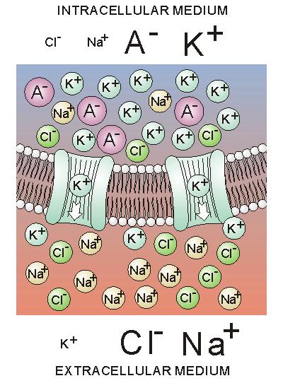 Tapasztalat 1: A sejtebrán ét olala özött eletroos poteniálülönbség van Eletrofiziológiai jelensége és a transzportfolyaato apsolata intraelluláris tér sejtebrán iő nyugali poteniál ~ 60 90 V