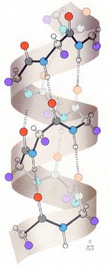 Hidrogénkötés víz peptidek DNS: bázispárok Klasszikus H-kötés feltételei: nagy elektronegativitású atomhoz