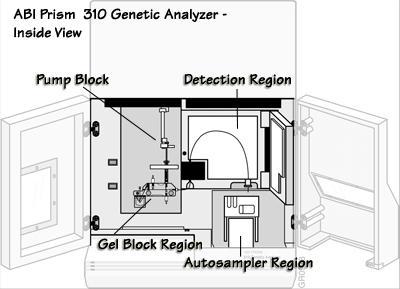A PCR ribotipizálás kapilláris gélelektroforézissel Bécsben, az AGES intézetében történt. C.