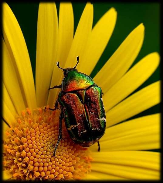 A rózsabogár Az aranyos rózsabogár (Cetonia aurata) kb.