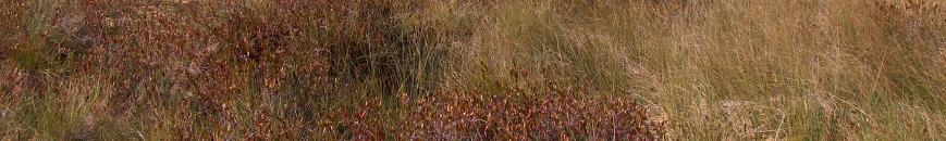 Főbb edényes növényfajai: Vaccinium oxycoccos, Chamaedaphne calyculata, Carex aquatilis, Carex globularis, Eriophorum russeoli, Eriophorum vaginatum, melyek