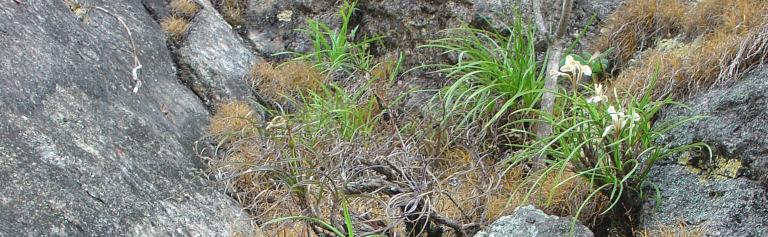 A Trilepis lhotzkiana a Vellozia fajokhoz képest alacsony, felszínhez simuló, összefüggő párnákat alkotó Cyperaceae faj (42. ábra)