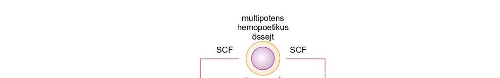 3.3. ábra Hemopoézis