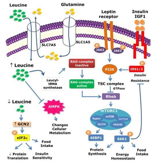 Leucin reguláló szerepe az intracelluláris jelátvitelben