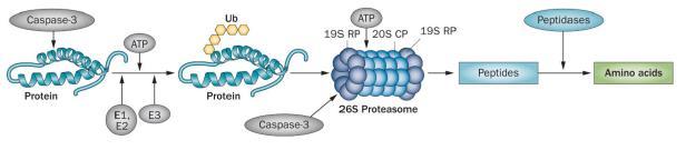 Fokozott ubiquitin indukált proteolízis CKD-ben GLUKO- KORTIKOIDOK METABOLIKUS ACIDÓZIS TGF-b