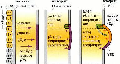 A Zone of Polarizing