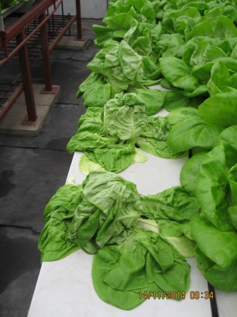Hidrokultúrában termesztett saláta tápanyag-utánpótlási kezelések 2014-2016 között 1. kép. Hiánytünetek a salátában 2. kép. Kalcium hiány tünete a fejes salátában 2.