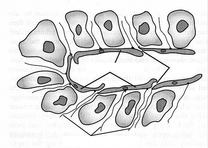 Limfociták transzportja. Funkcionális jellemzők: A nyirokkapillárisok vakon végződnek. A kapilláris-endothelsejtek billentyűket képeznek.