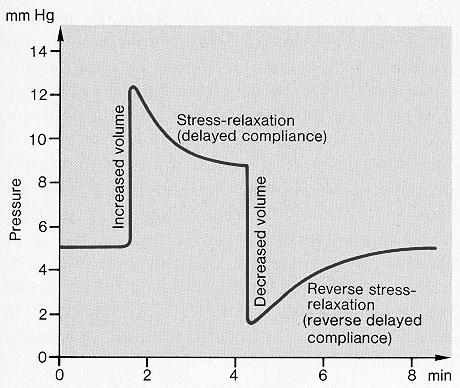 STRESSZ RELAXÁCIÓ: a véna simaizmok tulajdonsága nyomás Volumen beadása A vénák simaizmai aktív relaxációval alkalmazkodnak a megnövekvő volumen által